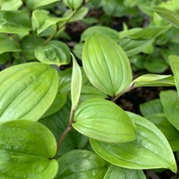 Disporum bodinieri 
